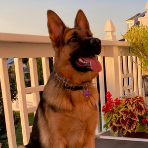 Fundraising Page: Elizabeth Alvanas